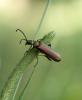 Lytta vesicatoria